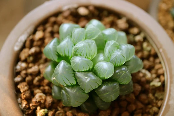 Closeup Haworthia Cooperi Var Obtusa Potted Succulent Plants Lovely Tipped — Stock Photo, Image