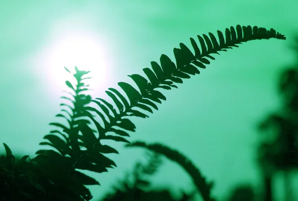 Pop Sanatında Eğreltiotu Yapraklarının Silueti Göz Kamaştırıcı Güneşe Yeşil Gökyüzüne — Stok fotoğraf