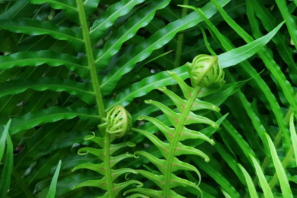 Gros Plan Vert Vif Jeunes Feuilles Fougère Dans Jardin Printemps — Photo