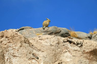 Viscacha Dağı, Güney Amerika, Bolivya, Potosi 'deki Andean Platosu' nun Arid Çölü 'nün canlı mavi gökyüzüne karşı Rocky Hill' de oturuyor.