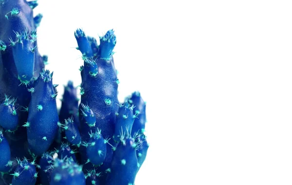 Estilo Pop Art Primer Plano Mini Cactus Azul Vivo Con — Foto de Stock