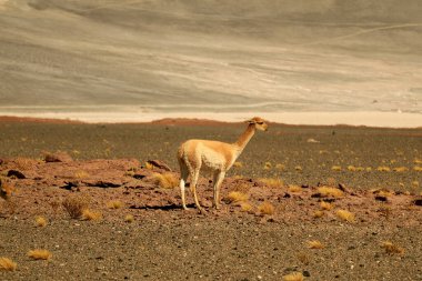 Wild Vicuna, Atacama Çölü 'ndeki Los Flamencos Ulusal Rezervi' nin eteklerinde dinleniyor. Antofagasta Bölgesi, Kuzey Şili
