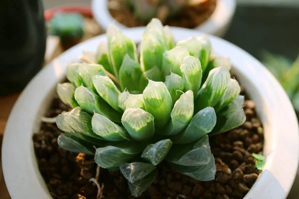 Closeup Potted Haworthia Cooperi Var Pilifera Mini Succulent Plants Sunlight — Stock Photo, Image