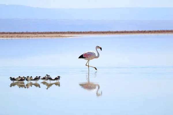 Closeup Beautiful Flamingo Group Baby Birds Andean Avocets Chaxa Lagoon Stock Picture