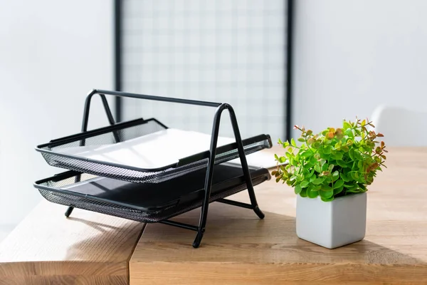 Office table with plant and stationery in sunlight — Stock Photo