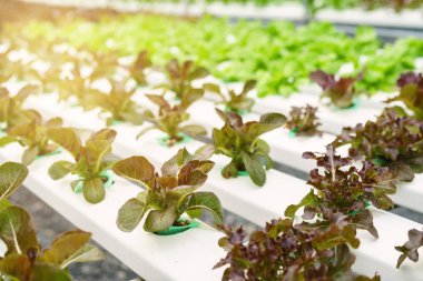 Organik hidroponik sebze yetiştirme çiftliği