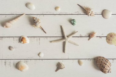 Beyaz ahşap zemin üzerinde çeşitli deniz hayvanı kabuğu