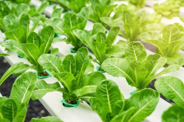 Organik hidroponik sebze yetiştirme çiftliği