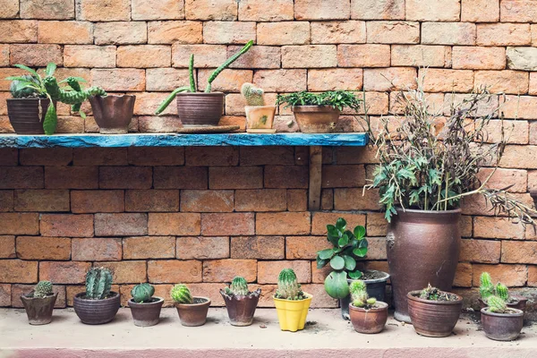 Grupa mała Kaktus w doniczce — Zdjęcie stockowe
