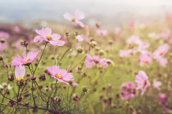 Fioritura campo cosmo rosa sulla montagna — Foto Stock