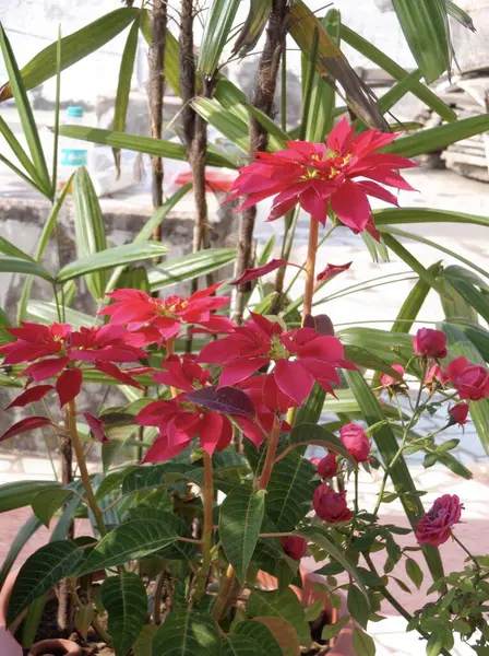 Poinsettia (Euphorbia pulcherrima) Red. — Stock Photo, Image