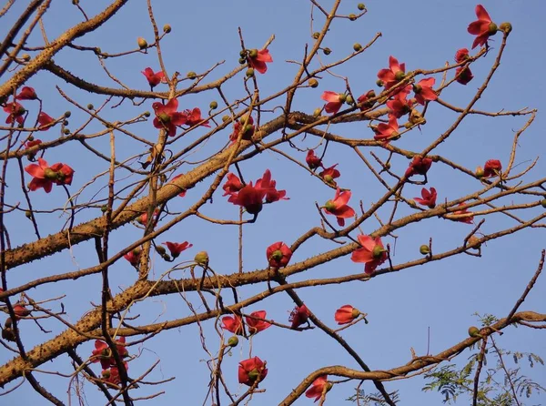 Samen- oder Bombax Ceiba-Baum — Stockfoto