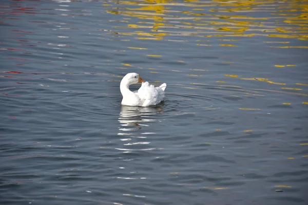 Witte Eend Zwemmen Het Meer — Stockfoto