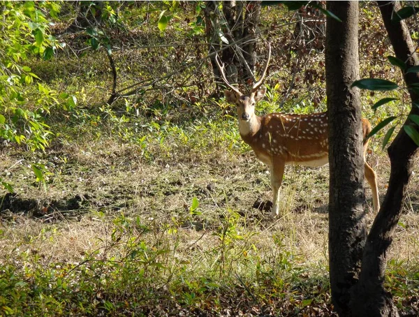 Chital Cheetal Also Known Spotted Deer Bandhavgarh National Park India — 图库照片