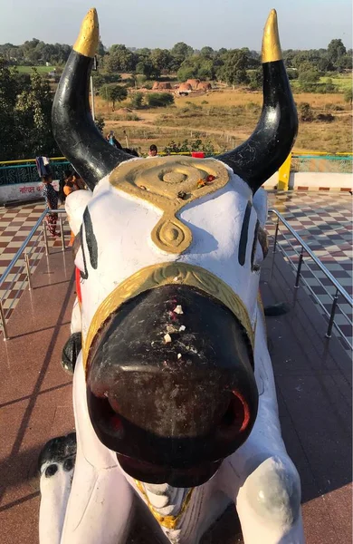 Gadarwara Madhya Pradesh India 2018 December Nandi Vagy Bull Vezetője — Stock Fotó