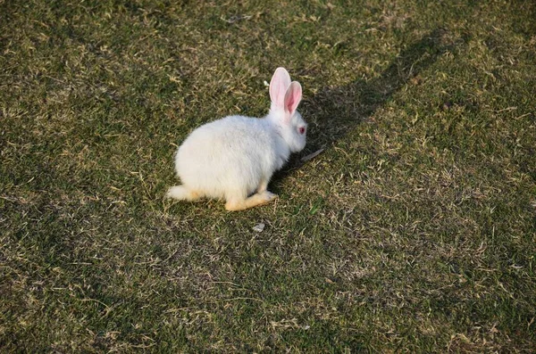公园里的一只白兔 — 图库照片
