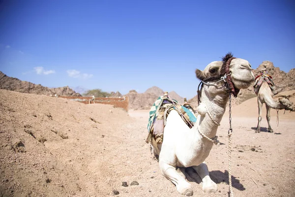 Kameel rustend in het dessert — Stockfoto