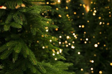 Satılık Noel ağaçları.