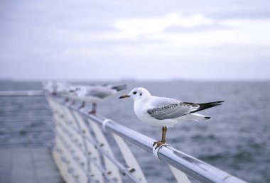 Metal bir çitin üzerinde duran martı
