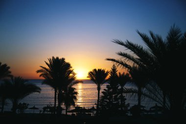 Hindistan cevizi ağacı silueti Cennet 'te gün batımında