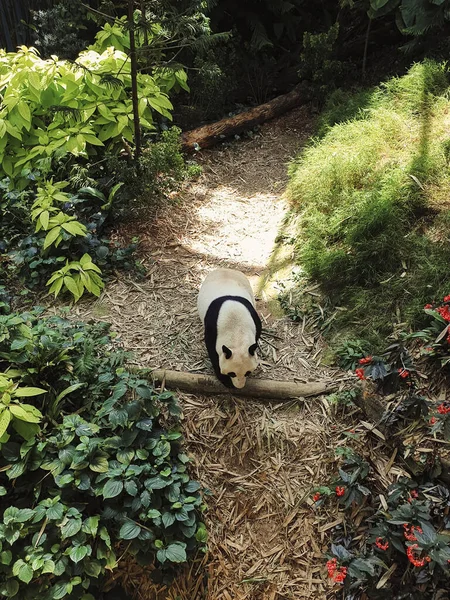 Ours panda marchant sur l'herbe, profil — Photo