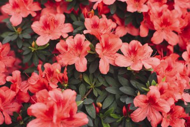 Azalea, parkta güzel bir çiçek açar. Çiçek arkaplanı