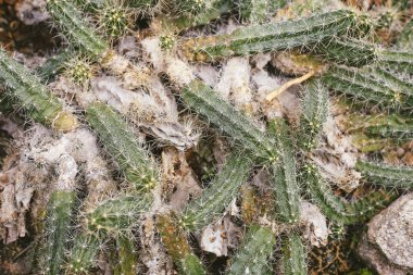 Keskin dikenli kaktüs. Doğa yeşil arkaplan