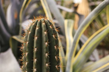 Keskin dikenli kaktüs. Doğa yeşil arkaplan