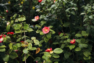 Azalea, parkta güzel bir çiçek açar. Çiçek arkaplanı