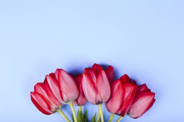 Mavi Arkaplanda bir buket pembe lale. Paskalya arkaplanı. 8 Mart, Uluslararası Kadınlar Günü, Doğum günü, Sevgililer Günü veya Anneler Günü