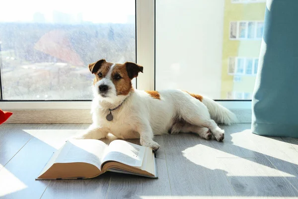 Intelligent Dog Jack Russell reading book next to the window. Quarantine concept