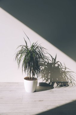 Beyaz bir duvara karşı bir tencerede Dracaena Marginata. Keskin Gölge