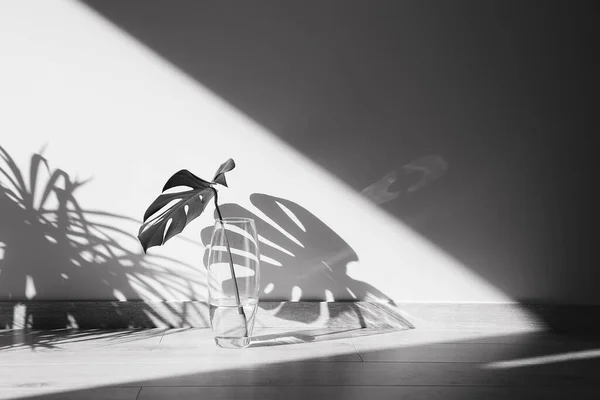Shadow of the leaves on a white wall. Black and White