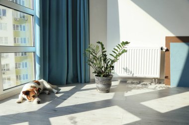 Köpekli, aydınlık, modern bir daire. İyi bir kapalı iklim konsepti. Köpek fabrikanın yanında yerde yatıyor.