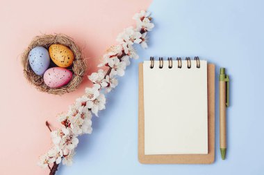 Güzel turkuaz mavi arka plan, bahar çiçekleri dalları, üst manzara, düz yatak, çerçeve. Yaratıcı ilkbahar düzeni, afişi veya şablonu