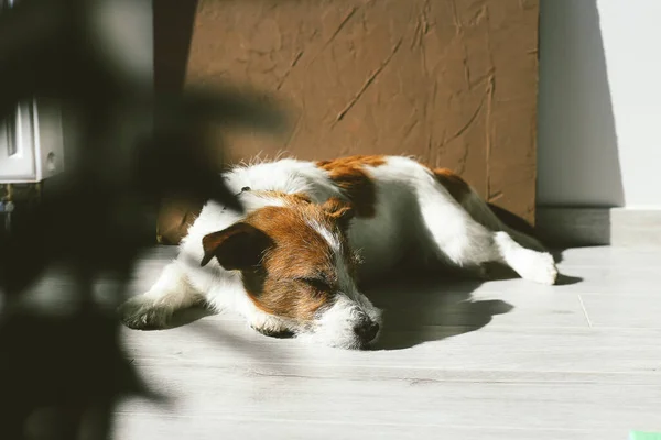 Jack Russell Dog Laying Floor Sleeping Tired Dog — Stock Photo, Image