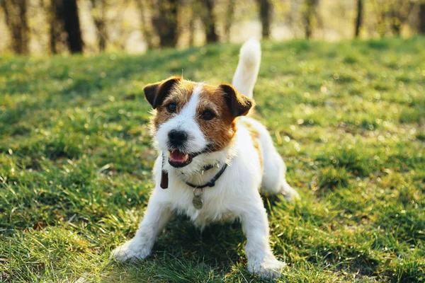 Jack Russell Dog Sits Green Grass Smiling — Stock Photo, Image