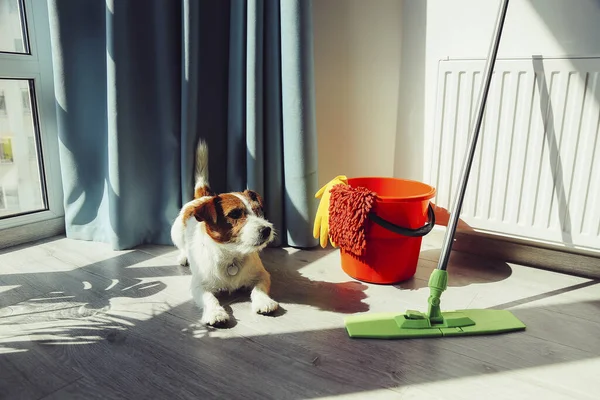 Limpiando Jack Russell Dog Hora Cuarentena Limpieza Apartamento —  Fotos de Stock