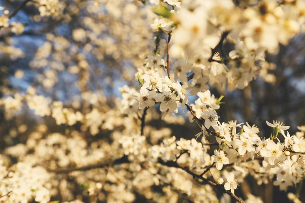 Bahar Çiçeği Arka Planı Çiçek Açan Ağaçla Güzel Bir Doğa — Stok fotoğraf