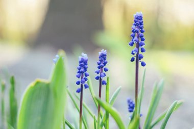 Mavi Muscari çiçekleri arka planı kapatır. İlkbahar