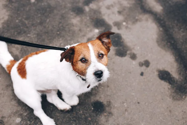 Jack Russell Dog Lead Sit Street — Stock Photo, Image