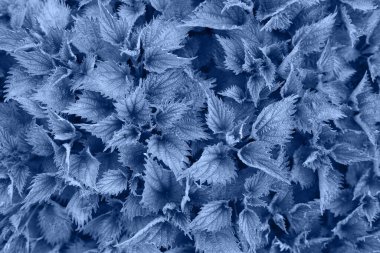 Renkli Pantone renkli bir bitki ısırgan otunun makro fotoğrafı klasik mavi 2020. Yılın rengi.