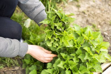 Eller ısırgan otlarını yakından topluyor. Alternatif ilaçlar. Sağlıklı yemek.