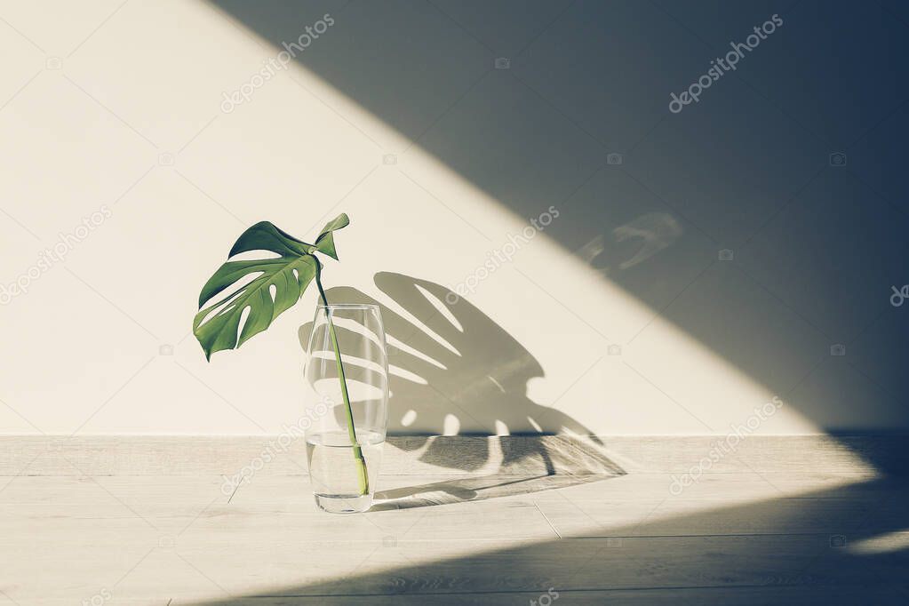 Small green leaf in a vase and shadow in white background.