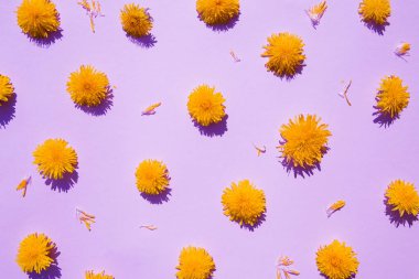 Pembe arka planda sarı karahindibaların çiçek bileşimi. Düz yatay Yaratıcı üst görünüm.