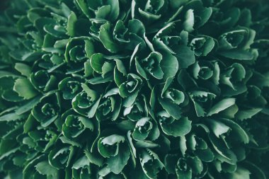 Doğa yeşil yaprak dokusu. Yaprak dokusu arkaplanı