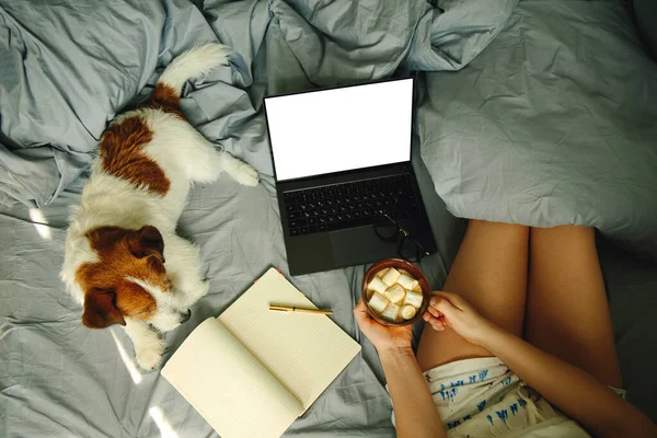 Young Woman Laptop Cute Pug Dog Resting Bed — Stock Photo, Image