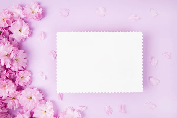 Tomma Vitt Papper Kort Och Söta Rosa Sakura Blommor Rosa — Stockfoto