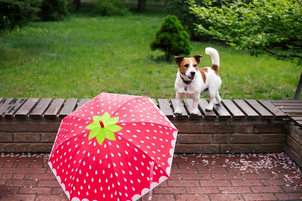 Jack Russel Dog Světlý Deštník Venku Pes Lavičce — Stock fotografie