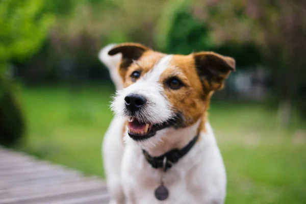 Jack Russell Terrier在公园里散步快乐的狗 有选择的重点 — 图库照片